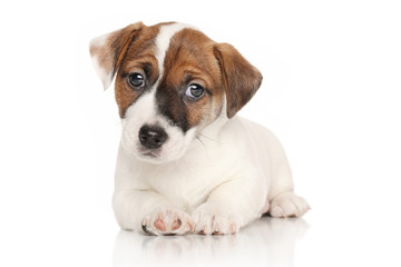 Jack Russell puppy lying down
