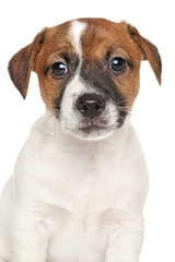 Jack Russell puppy