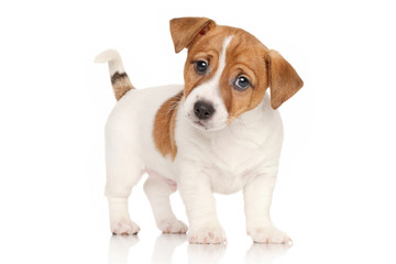 Jack Russell terrier puppy