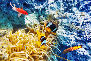 Underwater world with corals and tropical fish.