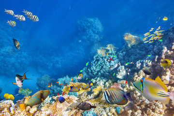 Fototapeta premium Underwater world with corals and tropical fish.
