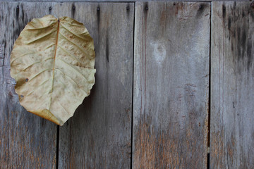 Dry leaves on a wooden wall