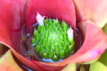 pollen of Bromeliad, Bromeliaceae Flower Inside Macro shot