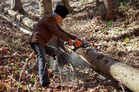 Old man cutting trees using a chainsaw in the forest
