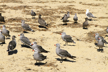 Fototapeta premium mouettes sur la côte californienne