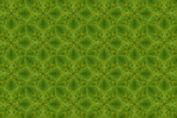 Wall paper concept.(create from leaf)