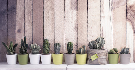 Cactus- en vetplantencollectie in kleine bloempotten