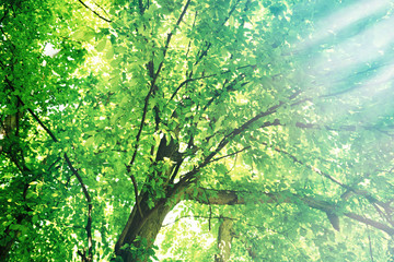 Beautiful tree with sun rays