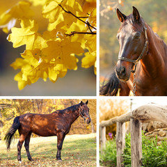 Collage of beautiful brown horse in pasture