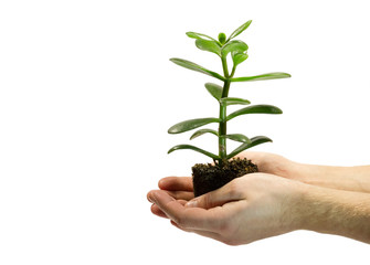 One green plant with soil in male hands isolated on white 