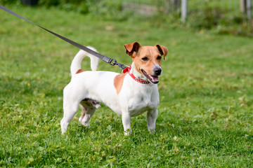 Jack Russell dog walking on lead in park