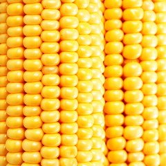 Corn