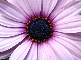 Obraz premium Purple daisy