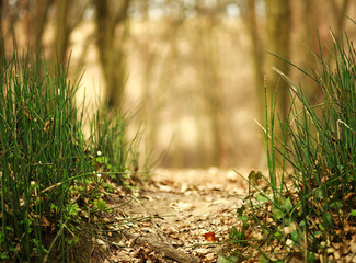 Spring green grass abstract forest natural background
