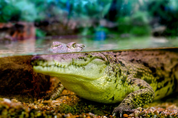 young crocodile staring out of the water