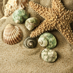 beach sand, shell and starfish