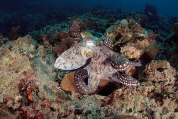 Octopus underwater in Andaman sea, Thailand