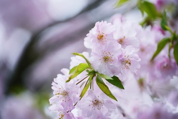 シダレザクラのアップ