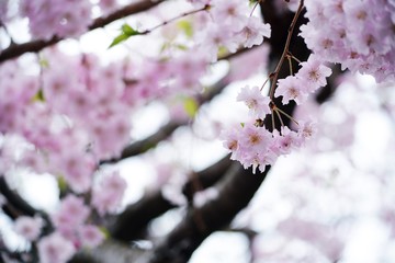 シダレザクラのアップ