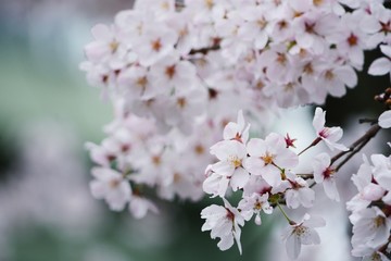 ソメイヨシノのアップ