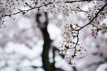 ソメイヨシノ