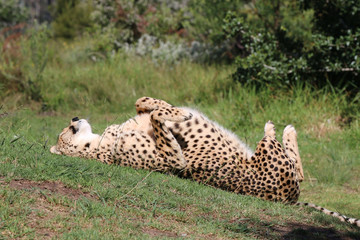 Spinning Cheetah