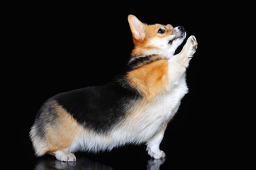 Welsh Corgi Pembroke performs tricks, isolated on black