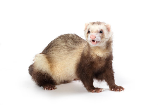 377 Best Furet Images Stock Photos Vectors Adobe Stock