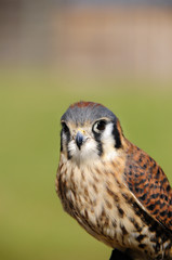 American Kestrel