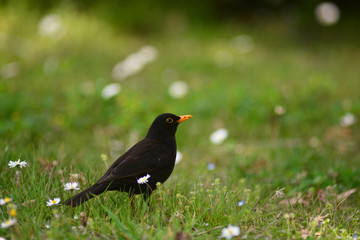 merlo (Turdus merula) maschio sul prato