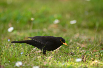 merlo (Turdus merula) maschio sul prato