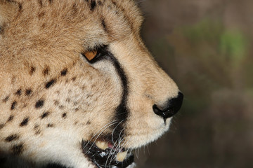 Cheetah