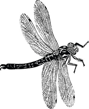 Vintage graphic insect dragonfly