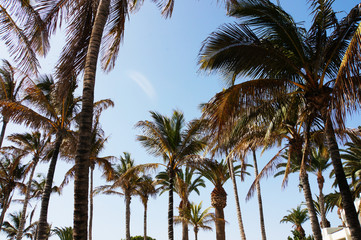 Palms