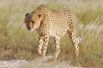Gepard (Acinonyx jubatus)