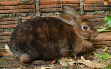 The Brown Bunny