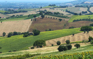 Naklejka premium Summer landscape in Marches (Italy)