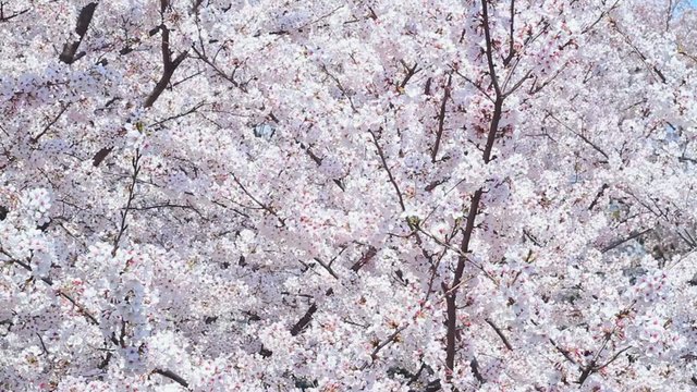 Cherry Trees