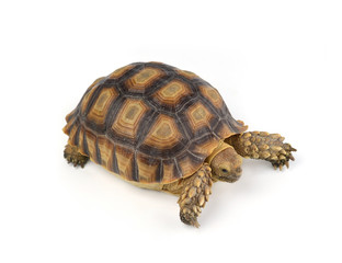 turtle isolated on white background