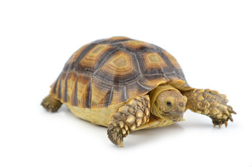 turtle isolated on white background