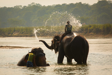 Naklejka premium Man washing his elephant on the banks of river