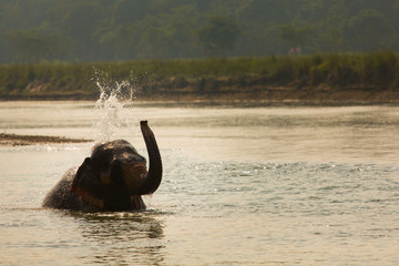 Fototapeta premium Elephant playing with water in a river, Chitwan