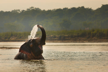 Elephant playing with water in a river, Chitwan