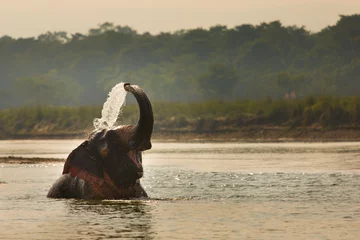 Crédence de cuisine en verre imprimé Éléphant Elephant playing with water in a river, Chitwan