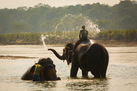 Man washing his elephant on the banks of river