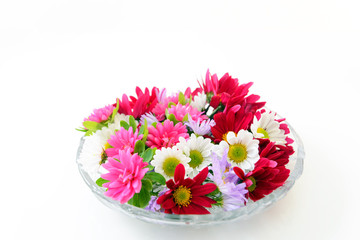 Fototapeta na wymiar 可愛らしい小菊の花