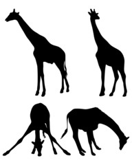 Black silhouette of giraffes, vector