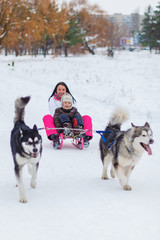 Naklejka premium Jazda na malamutach