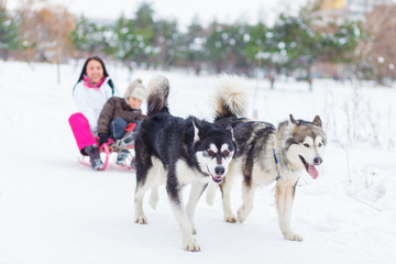 family, malamutes, sled
