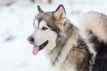 Malamute